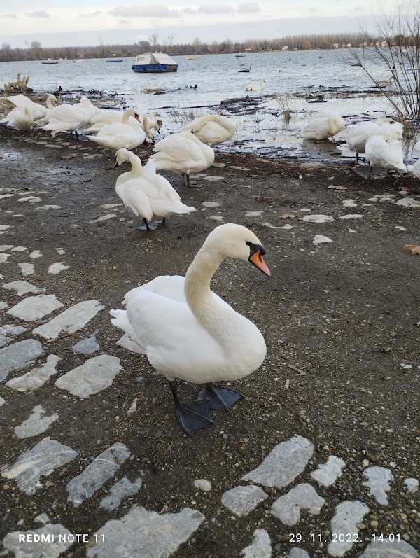 Zemunski Kej na Dunavu 3