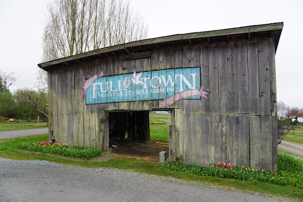Tulip Town 1