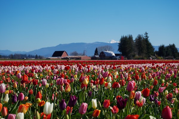 Tulip Town 5