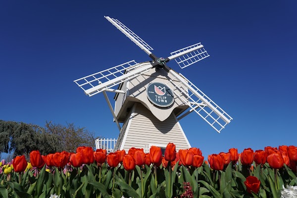 Tulip Town 2