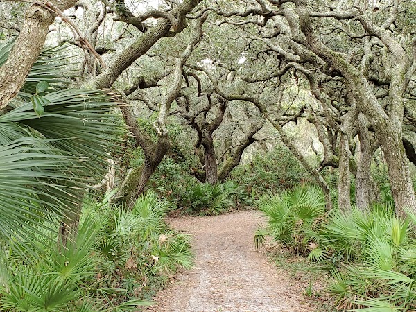 Cumberland Island National Seashore 1
