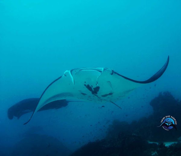 Tabari Dive Lodge