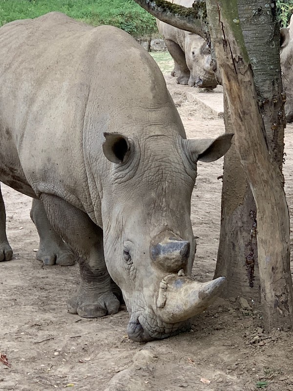 Chessington World of Adventures Resort 4