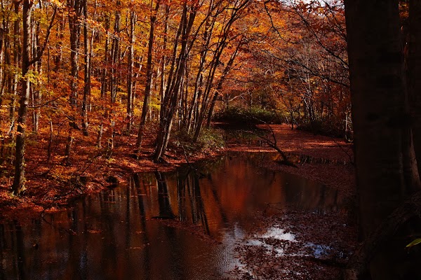TSUTANUMA Pond 5