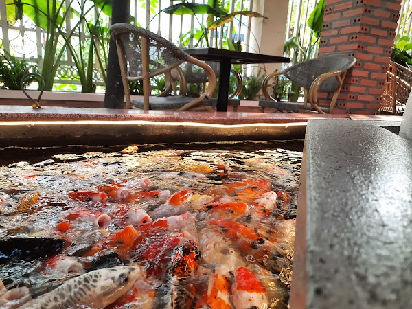 King Koi Coffee 5