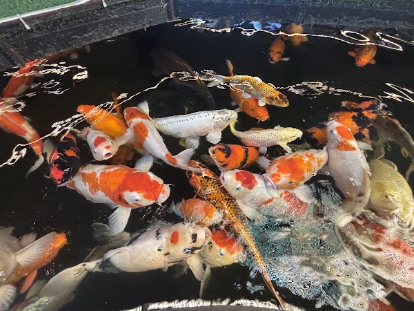 King Koi Coffee 4