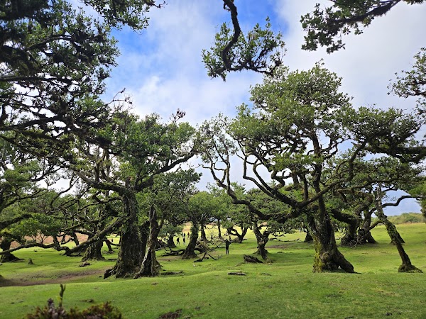 Fanal Forest 5