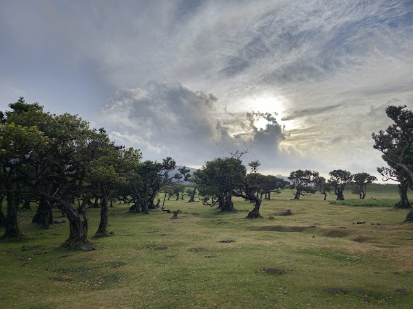 Fanal Forest 3