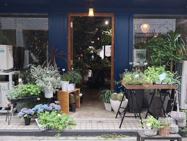 観葉植物店anvers Blucca