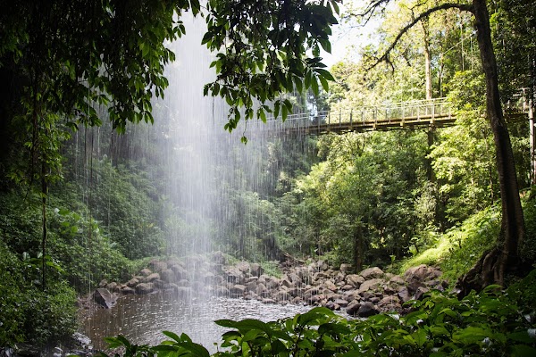 Dorrigo National Park 5