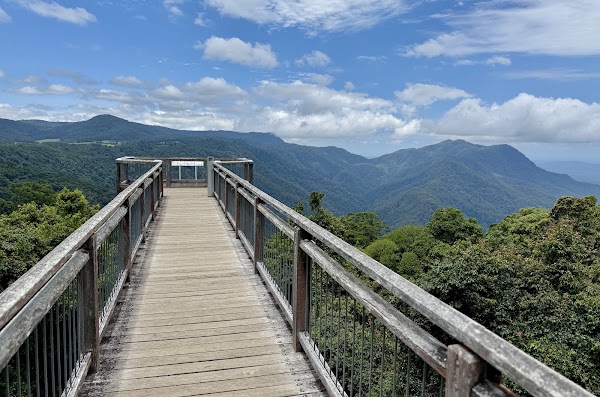 Dorrigo National Park 3
