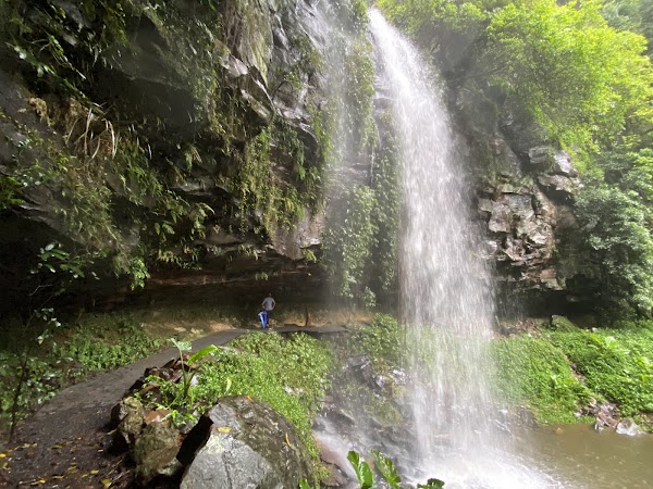 Dorrigo National Park 2