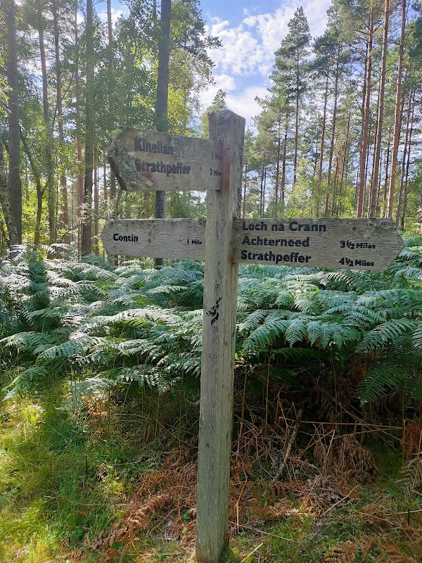 Torrachilty Forest 1