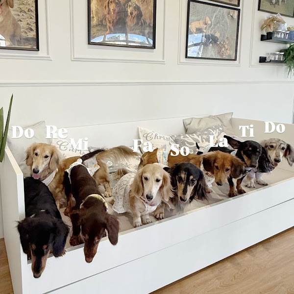 Dachshund & Friends 4