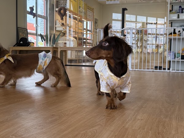 Dachshund & Friends 2