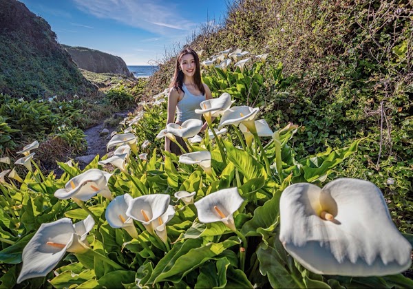 Calla Lily Valley 1