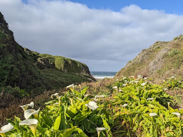 Calla Lily Valley 5