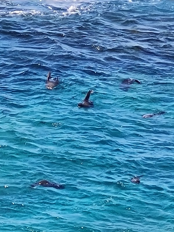 Bermagui Blue Pool 3