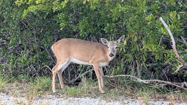 National Key Deer Refuge Nature Center 1