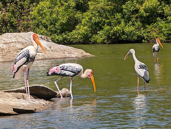 Ranganathittu Bird Sanctuary