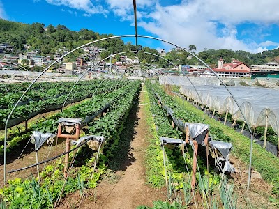 Strawberry Farm - Home of Giant Strawberry Cake