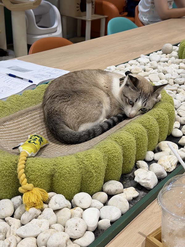 ASOK PETHOUSE CAT CAFE 4