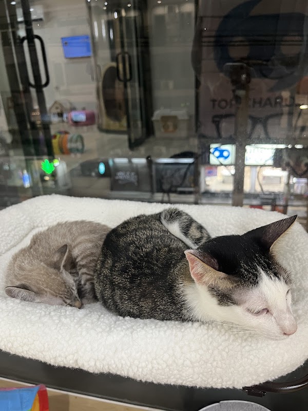 ASOK PETHOUSE CAT CAFE 3