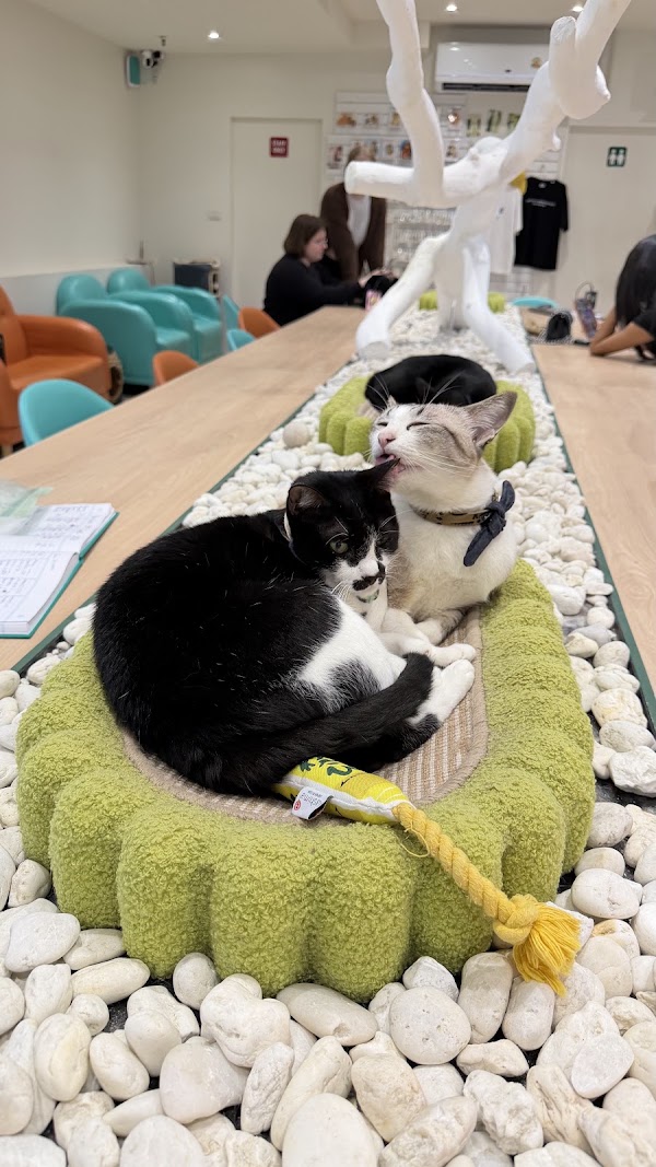 ASOK PETHOUSE CAT CAFE 2