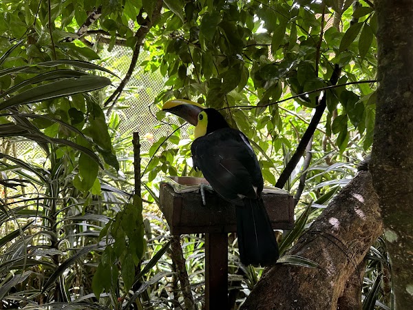 La Paz Waterfall Gardens Nature Park 4