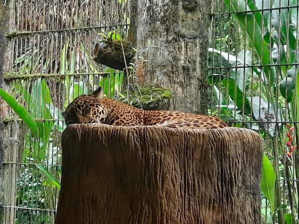La Paz Waterfall Gardens Nature Park 3