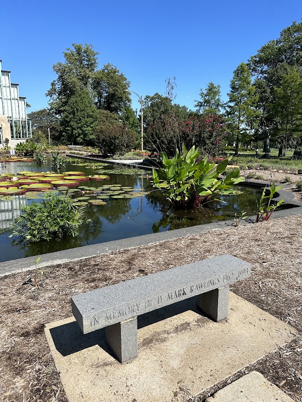 Water Lily Pond 1