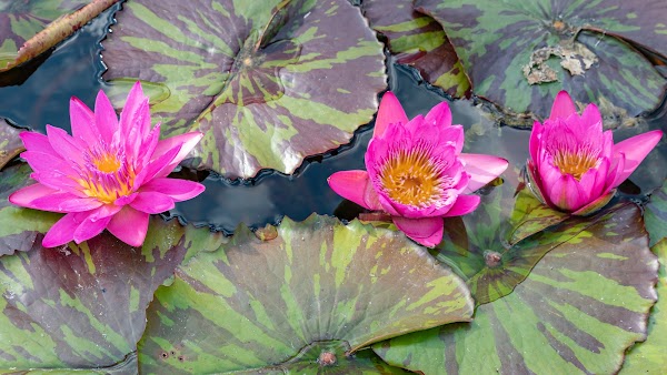 Water Lily Pond 2