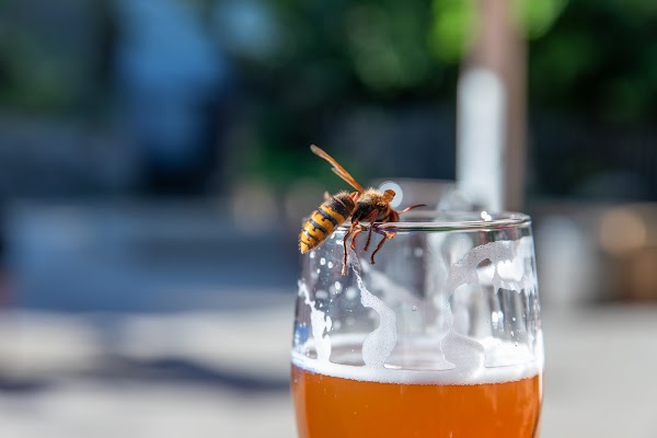 Prater Beer Garden 3