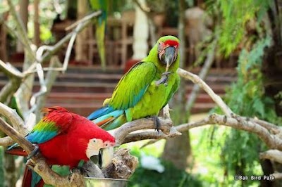 Bali Bird Park 1