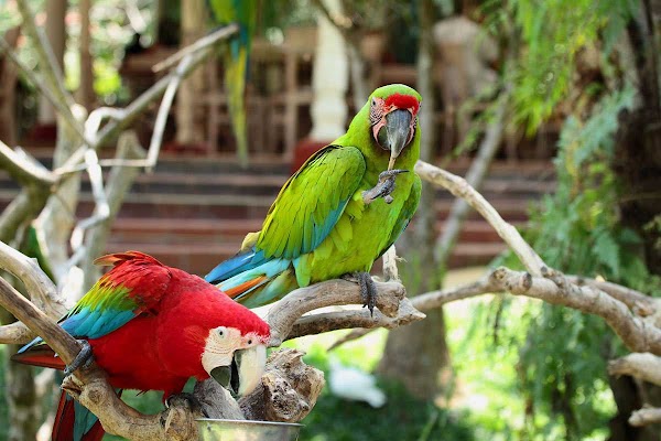 Bali Bird Park 5