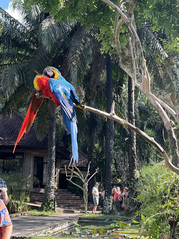 Bali Bird Park 4