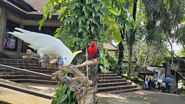 Bali Bird Park 3