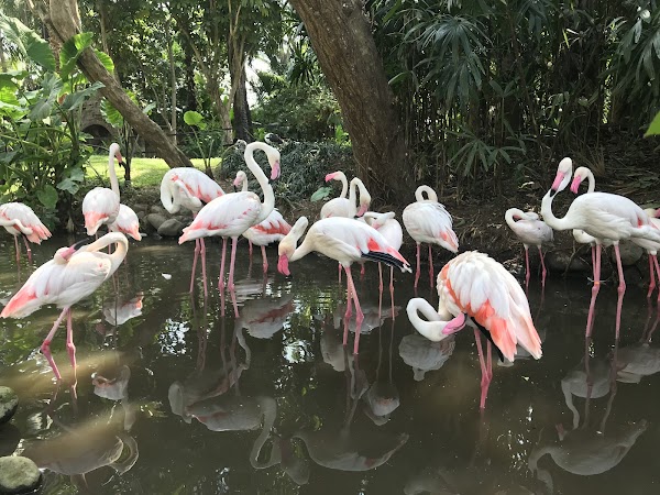 Bali Bird Park 2
