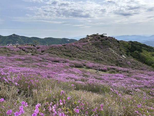 황매산 제2철쭉군락지