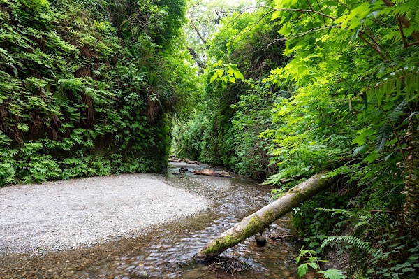 Prairie Creek Redwoods State Park 1