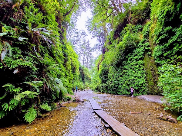 Prairie Creek Redwoods State Park 5