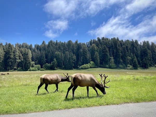 Prairie Creek Redwoods State Park 3