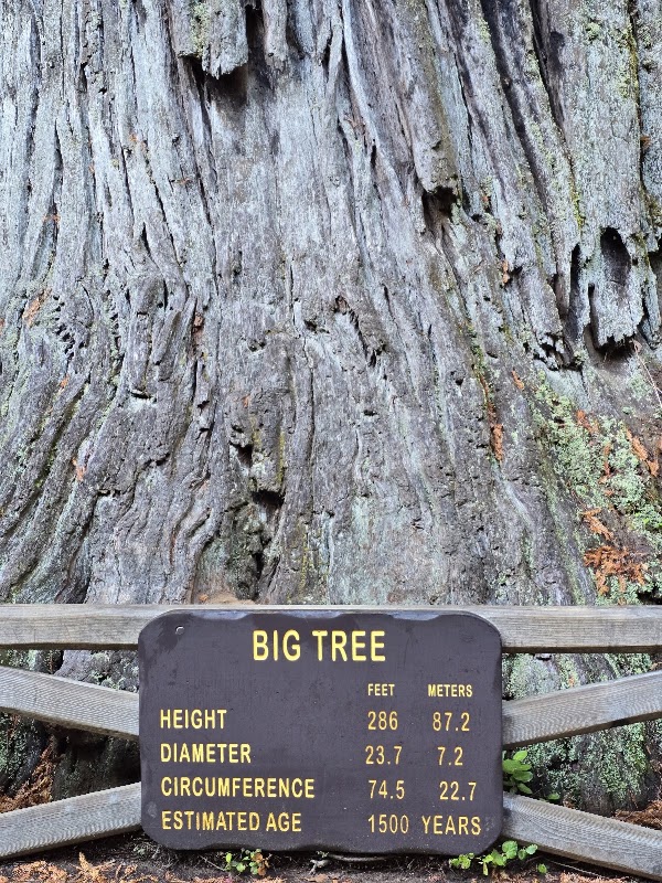 Prairie Creek Redwoods State Park 2