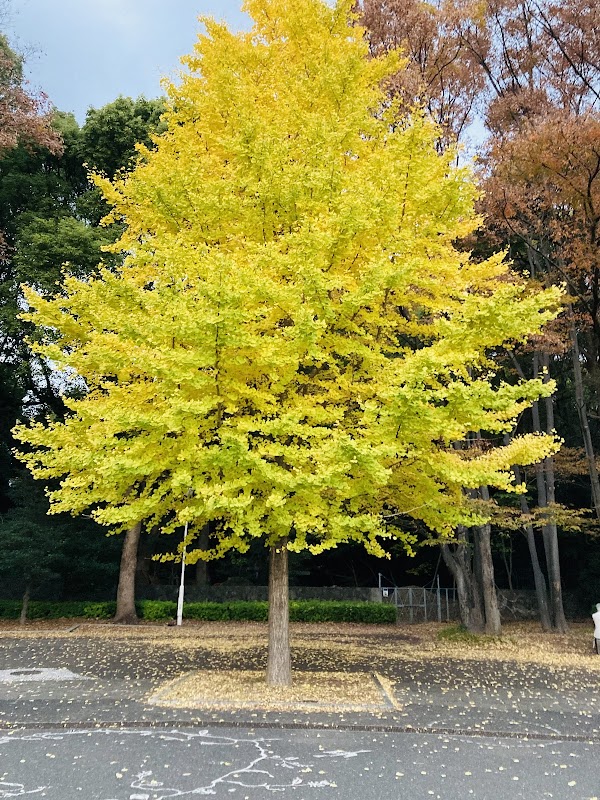 Yoyogi Park Clock Tower 2
