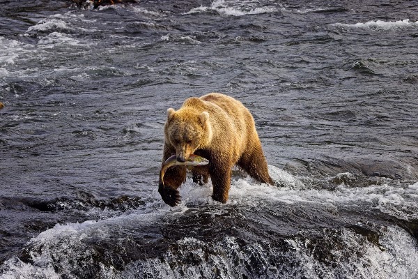 Fly Katmai 1