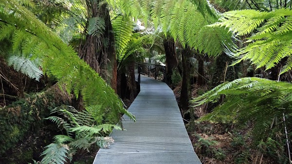 Great Otway National Park 6