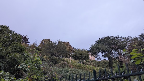 Vigne de la butte Bergeyre