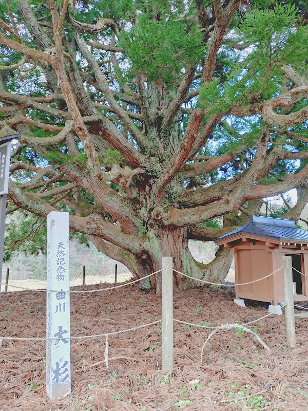 小杉の大杉(トトロの木) 5