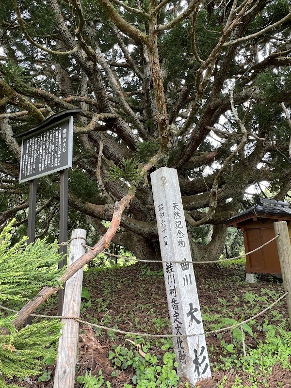 小杉の大杉(トトロの木) 4