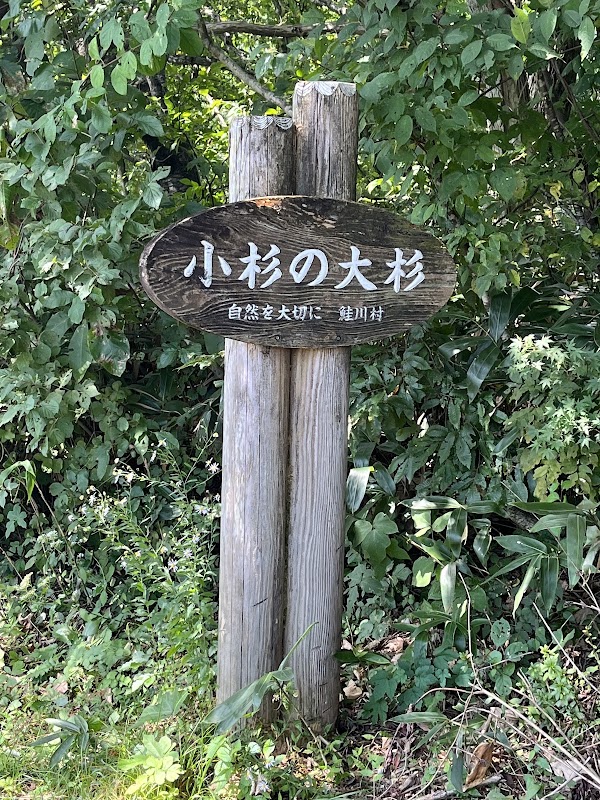 小杉の大杉(トトロの木) 3